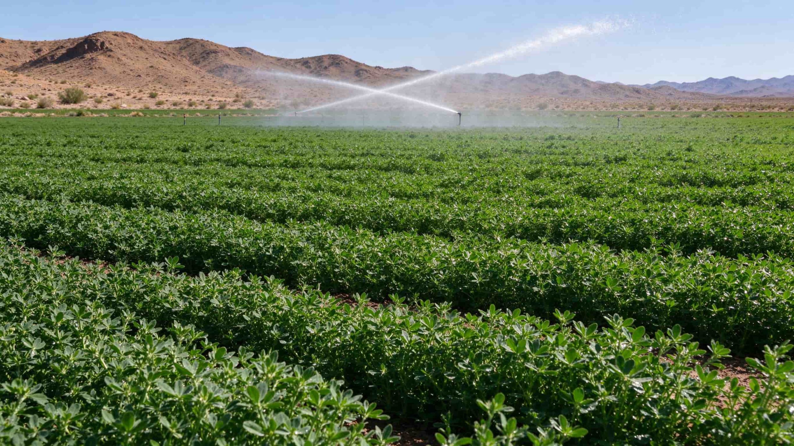 Sprinkler irrigation running over a green alfalfa field against dry Nevada hills.